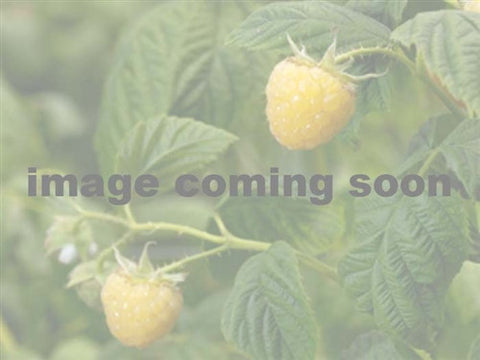 Raspberry - KIWI GOLD