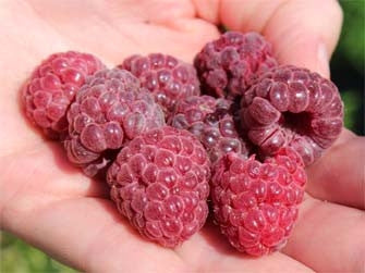 Raspberry PURPLE Special X 4