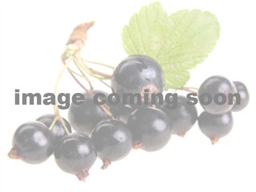 BLACKBERRY THORNFREE - NAVAJO