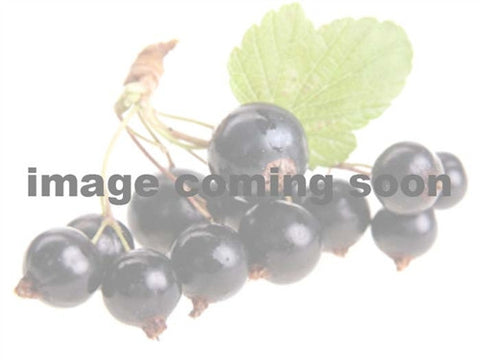 Currant - BLACK