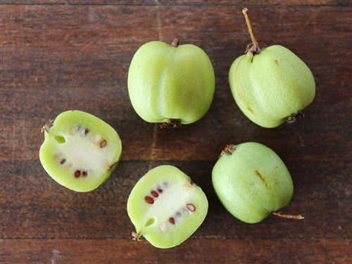 KIWI SPECIAL: Arguta + Kolomikta