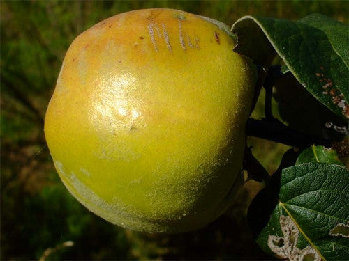QUINCE - Crimea
