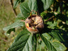 Best Medlar...DWARF