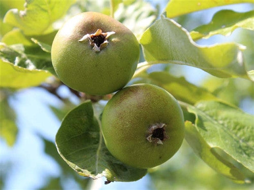 SHIPOVA -SEEDLESS PEAR