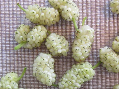 A NEW MULBERRY - SNOW WHITE - Wild Canadian Discovery