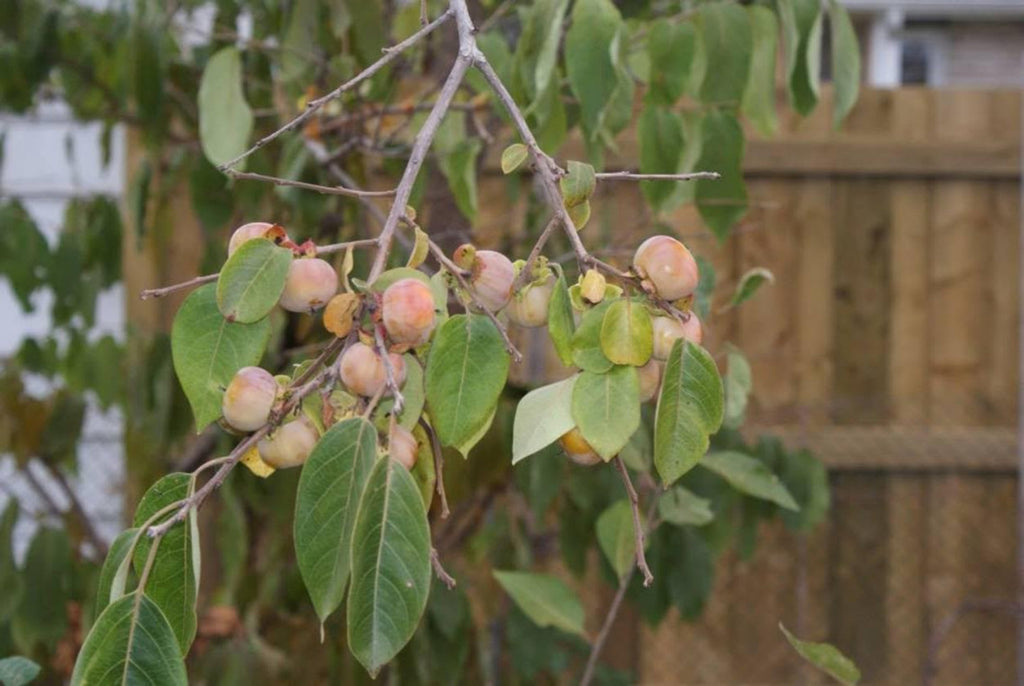 3 X PERSIMMON - CANADIAN