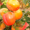 PERSIMMON - Canadian TAYLOR