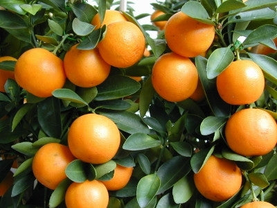 Kumquat - Tree
