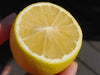 Lemon - DWARF Meyer Bush