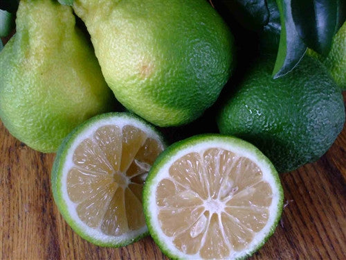 Lime - CALMONDIN