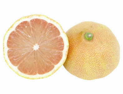 LEMON - PINK LEMONADE or PONDEROSA Tree