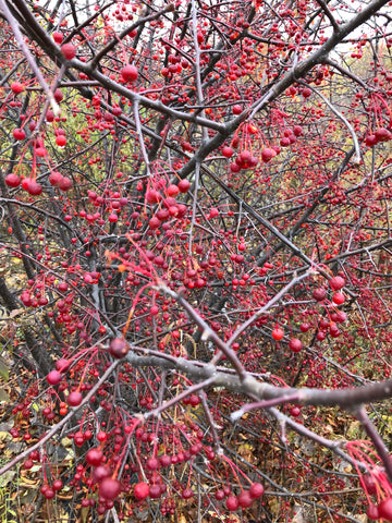 APPLES - NEW CANADIAN DISCOVERIES