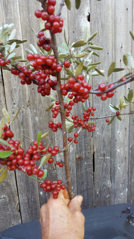 CHERRY Crimson/Red or Gold - Kids Favourite Fruit