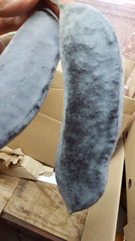 HARDY COFFEE TREE X 3