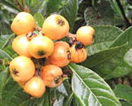 Loquat