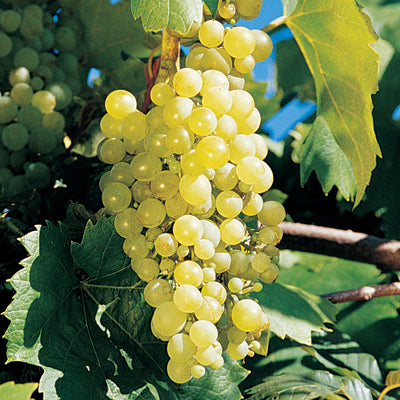 Sweet Grape Special x4 - 50% Sale