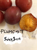 A NEW PLUMCOT - JUICY SWEET