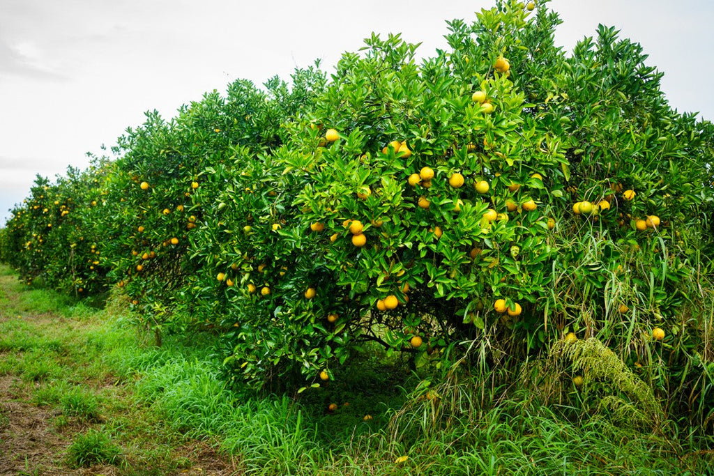 ORANGE Trees