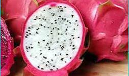 Red Dragonfruit
