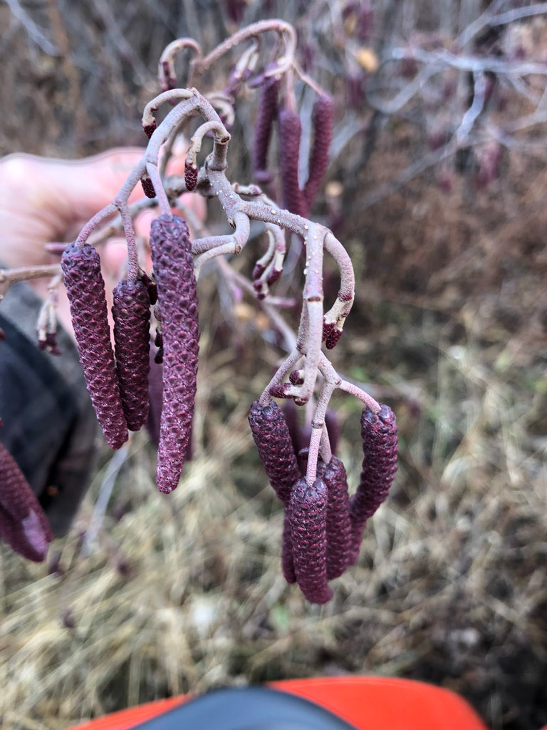 PERENNIAL PLANTS--Spring 2024