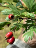 GIFT A FRUIT Tree