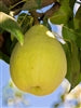 NEW 2025-CHEAPEST made in Canada trees