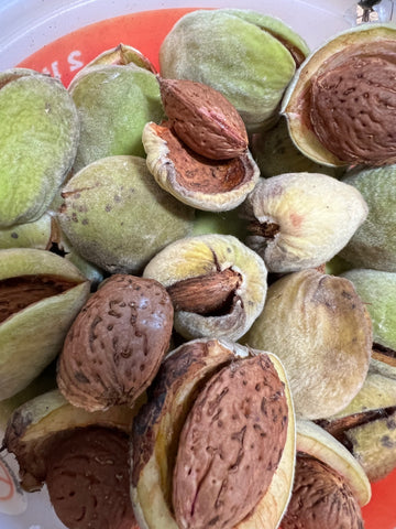 ALMONDS- COLD MOUNTAIN HARDY or DWARF COLD PRINCE