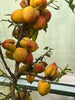 Nectarine PATIO DWARF