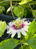 A  New Vine - PASSION FRUIT