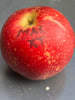 APPLES - NEW CANADIAN DISCOVERIES