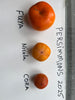 PERSIMMON TAYLOR