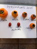 PERSIMMON TAYLOR