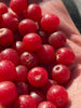CHERRY Olive
