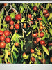 JUJUBE  or CHINESE DATE