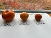 PERSIMMON FUYA