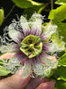 A  New Vine - PASSION FRUIT