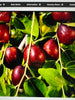JUJUBE  or CHINESE DATE