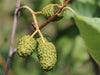 FERTILIZER Tree
