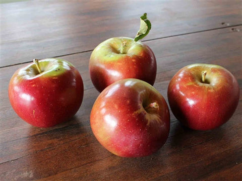 APPLE Nova Spy