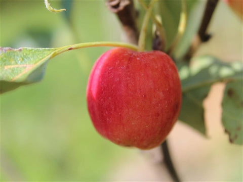 Crabapple - DOLGO