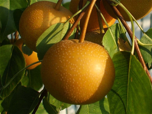 Asian Pear - HAYATAMA
