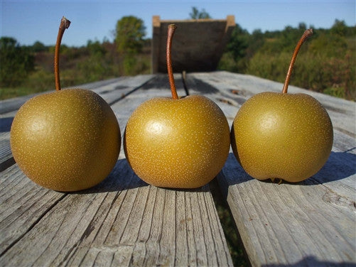 Asian Pear - KENKO