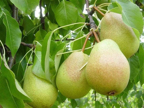 Luscious Pear
