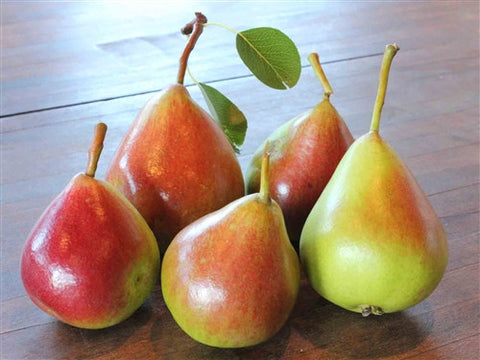 European Pear - NORTHBRITE