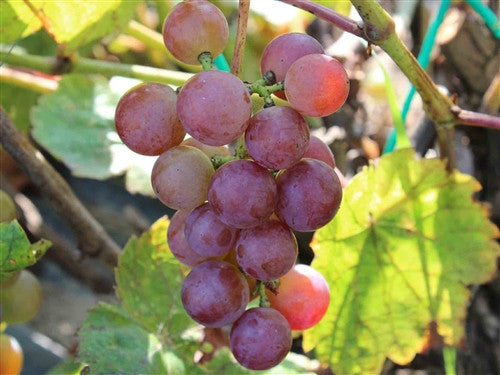 Swenson Red Grape