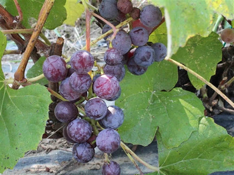 CONCORD Grape