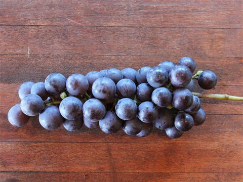 EARLIBLUE-HARDY Seedless Grape