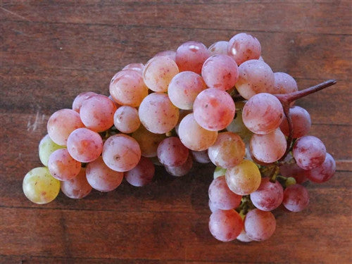 SOMERSET - HARDY Seedless Grape