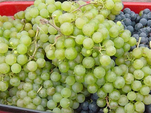 POLAR GREEN Seedless Grape