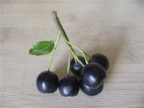 ARONIA Berry